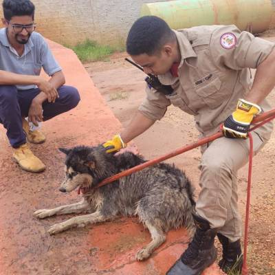 Bombeiros resgatam cachorro que caiu em caixa de descarte de resíduos - Notícias - Mato Grosso digital