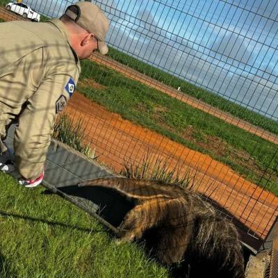 Bombeiros resgatam tamanduá-bandeira em empresa de máquinas agrícolas em Primavera do Leste - Notícias - Mato Grosso digital