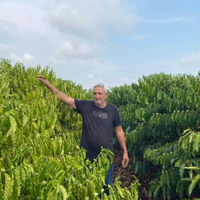 Com incentivo do Governo de MT, o produtor de Aripuanã colhe primeira safra de café - Notícias - Mato Grosso digital