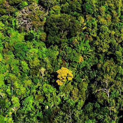 Mato Grosso reduz desmatamento em 74%, aponta Imazon - Notícias - Mato Grosso digital