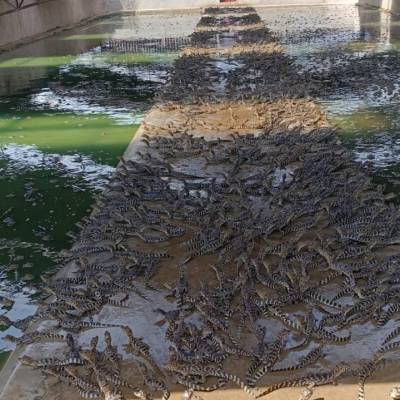 Pesquisa da UFMT explora benefícios do óleo de jacaré-do-pantanal para tratar feridas, acne e até depressão - Notícias - Mato Grosso digital