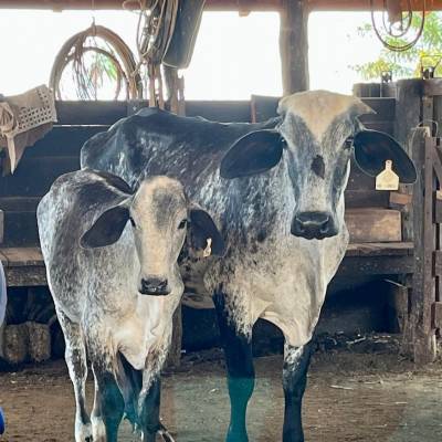 Programa de Melhoramento Genético da Seaf é tema de palestra em Bom Jesus do Araguaia - Notícias - Mato Grosso digital