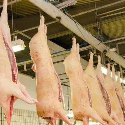 Suínos: preços do vivo e da carne recuam; cai poder de compra frente ao farelo - Notícias - Mato Grosso digital