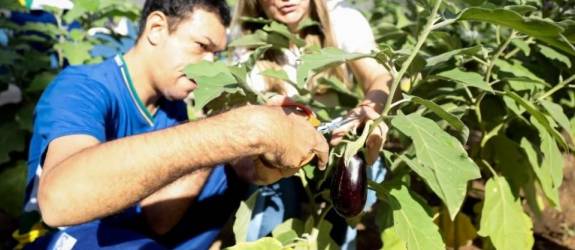 Projeto Hortas Escolares será mantido em 2026 na rede estadual