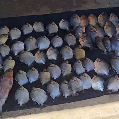 Ações da Sema contra pesca ilegal apreendem mais de 60 kg de pescado - Notícias - Mato Grosso digital