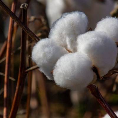 Algodão amplia perdas com mercado abastecido - Notícias - Mato Grosso digital