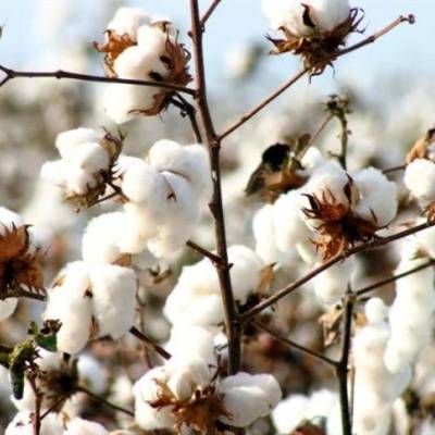 Algodão: semeadura da 1ª safra termina em Mato Grosso do Sul - Notícias - Mato Grosso digital