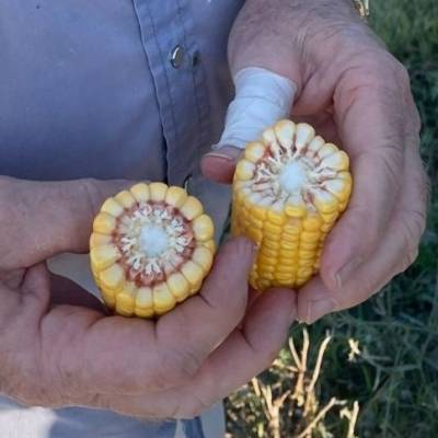 Alta do milho sustentada por demanda interna - Notícias - Mato Grosso digital