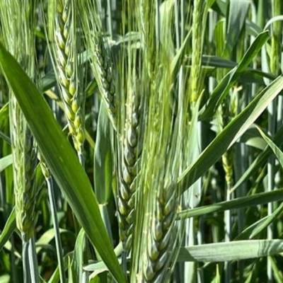 Alta do trigo reflete câmbio e clima adverso nos EUA - Notícias - Mato Grosso digital