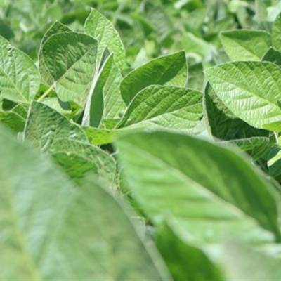 Alta moderada marca abertura dos mercados agrícolas - Notícias - Mato Grosso digital