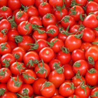 Alta no preço do tomate reflete queda na oferta e clima adverso - Notícias - Mato Grosso digital