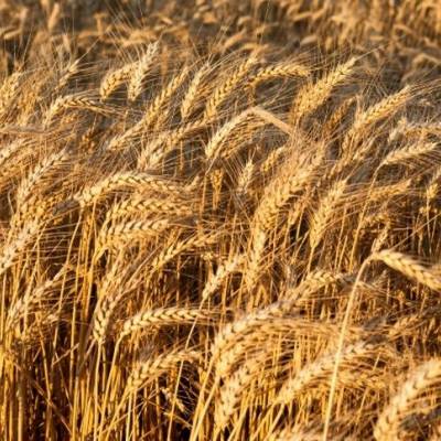 Apostar no trigo pode ser boa ideia - Notícias - Mato Grosso digital