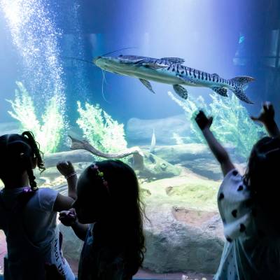 Aquário Municipal é sucesso de visitação no período de férias escolares - Notícias - Mato Grosso digital