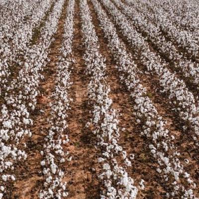 Área de algodão deve crescer 4% em Mato Grosso - Notícias - Mato Grosso digital