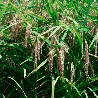 Arroz do RS supera ritmo do ano passado - Notícias - Mato Grosso digital