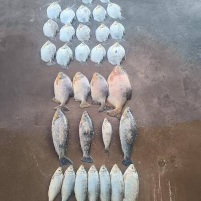 Batalhão Ambiental da PM prende homem com 13 quilos de pescado ilegal - Notícias - Mato Grosso digital
