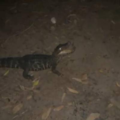 Batalhão Ambiental da Polícia Militar resgata jacaré preso em rede de pesca - Notícias - Mato Grosso digital