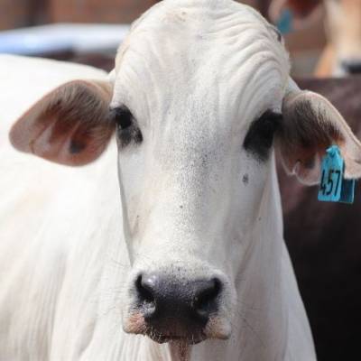 Bezerro sobe mais que boi gordo no Mato Grosso - Notícias - Mato Grosso digital