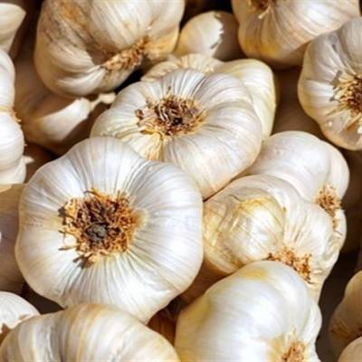 Biotecnologia impulsiona potencial produtivo do alho - Notícias - Mato Grosso digital