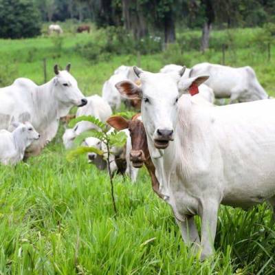 Boi: preços da arroba reagem e demanda de carne segue aquecida - Notícias - Mato Grosso digital