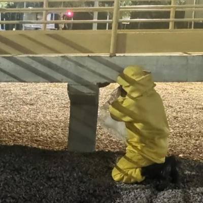 Bombeiros capturam abelhas e resgatam gato preso em árvore de cinco metros - Notícias - Mato Grosso digital