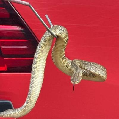 Bombeiros capturam cascavel às margens de avenida em Campo Verde - Notícias - Mato Grosso digital