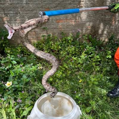 Bombeiros militares resgatam jiboia que estava em lote de residência - Notícias - Mato Grosso digital