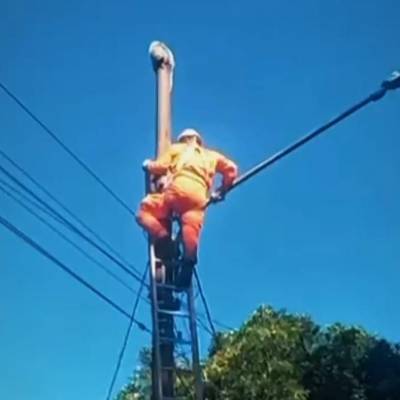 Bombeiros militares resgatam ouriço em poste de iluminação pública - Notícias - Mato Grosso digital