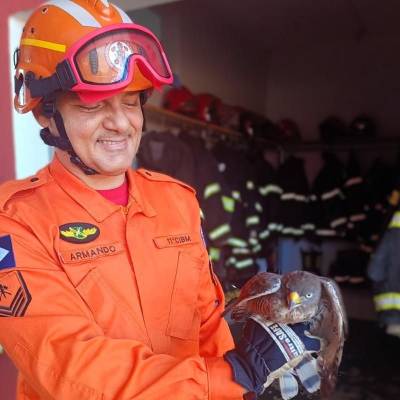 Bombeiros resgatam gavião-carijó ferido em Campo Verde - Notícias - Mato Grosso digital