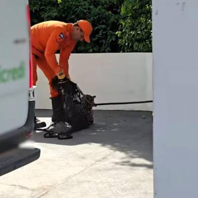 Bombeiros resgatam jaguatirica em pátio de agência bancária - Notícias - Mato Grosso digital