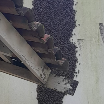 Bombeiros retiram enxame de abelhas em escola - Notícias - Mato Grosso digital