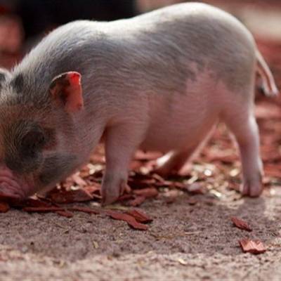 Brasil registra recordes na suinocultura em 2025 - Notícias - Mato Grosso digital