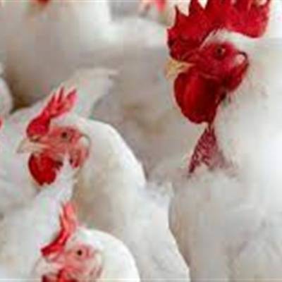 Brasil retoma status de livre da influenza aviária após foco no RS - Notícias - Mato Grosso digital
