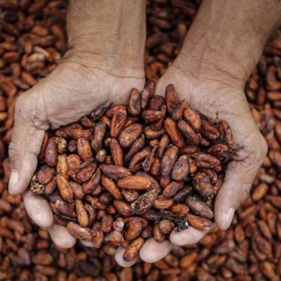 Cacau oscila com avanço da oferta africana - Notícias - Mato Grosso digital