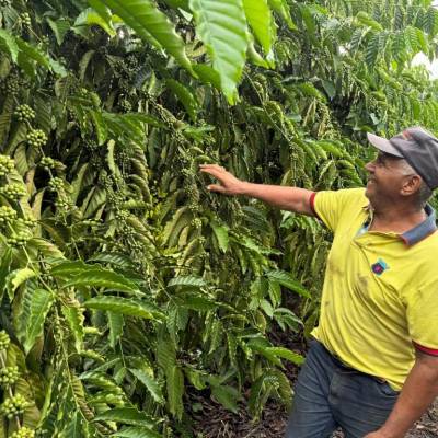 Café garante renda e recomeço para família de Castanheira - Notícias - Mato Grosso digital