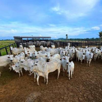 Campanha de atualização de estoque de rebanhos começa sexta-feira (1º) em MT - Notícias - Mato Grosso digital