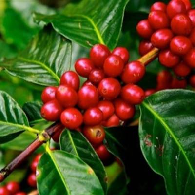 Casca de café pode reduzir uso de fertilizantes - Notícias - Mato Grosso digital