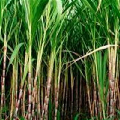 Centro-Sul registra alta na produtividade da cana - Notícias - Mato Grosso digital