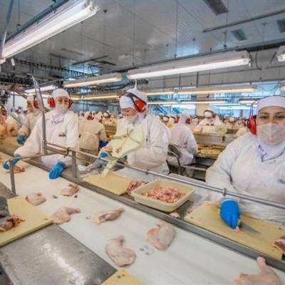 China libera exportação de frango do Brasil - Notícias - Mato Grosso digital