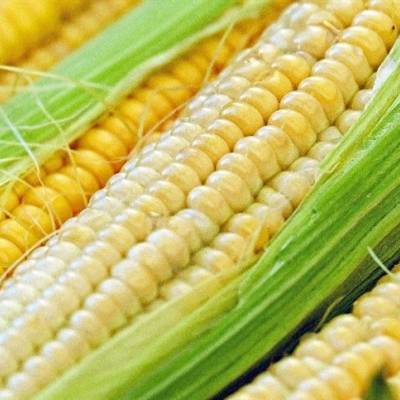 Chuvas elevam rendimento de lavouras de milho - Notícias - Mato Grosso digital