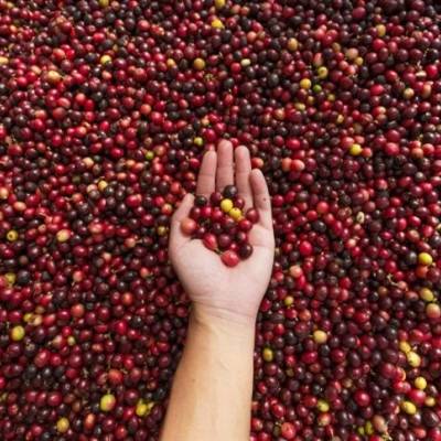 Chuvas favorecem safra de café e preços recuam - Notícias - Mato Grosso digital