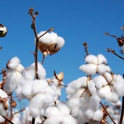 Clima favorece algodão no Cerrado - Notícias - Mato Grosso digital