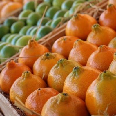 Colheita de citros avança e entressafra marca regiões - Notícias - Mato Grosso digital