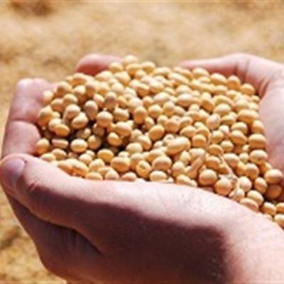 Colheita de soja avança, mas produtividade preocupa - Notícias - Mato Grosso digital