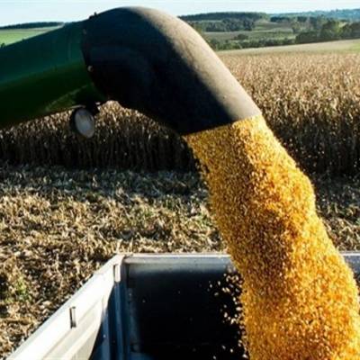 Colheita do milho em MT entra na reta final e bate recorde - Notícias - Mato Grosso digital