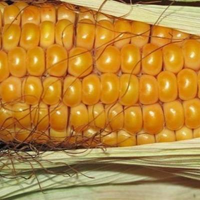 Colheita pressiona preços do milho no mercado - Notícias - Mato Grosso digital