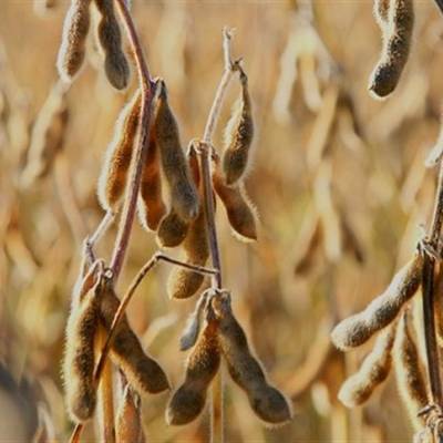 Comercialização da soja avança em Mato Grosso - Notícias - Mato Grosso digital