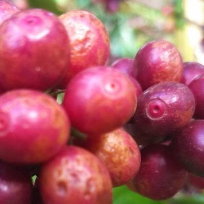 Como evitar surtos de mancha-aureolada no café - Notícias - Mato Grosso digital
