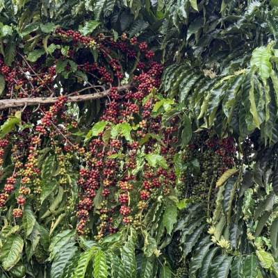 Concurso em Juína vai premiar os melhores cafés de Mato Grosso - Notícias - Mato Grosso digital