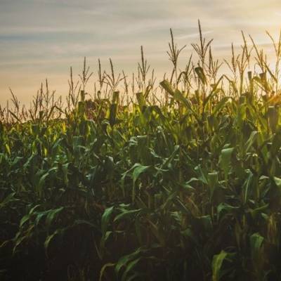 Confira como o milho iniciou a semana - Notícias - Mato Grosso digital